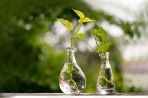 plantas purificadoras del aire