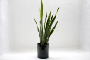 Planta de serpiente (Sansevieria trifasciata)