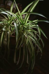 Planta araña (Chlorophytum comosum)